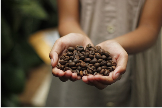 Dominican Republic Coffee Beans: Boost Your Day